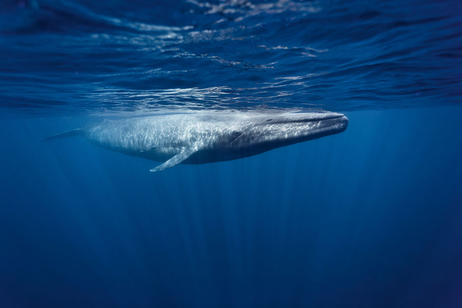 世界の海洋からプラスチックを一掃する構想"