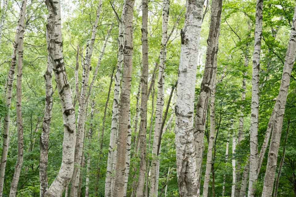 ダイヤルは型打ちのデザインや深さだけでなく、型打ち後に縦筋目を入れることで、シルバー色が強くみえる。