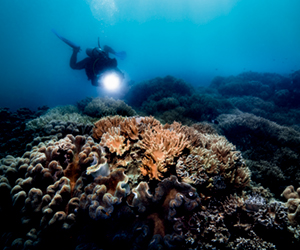 2019新作 世界最大のサンゴ礁を守るオリスの新作ダイバーズウォッチ「グレートバリアリーフ リミテッドエディションIII」