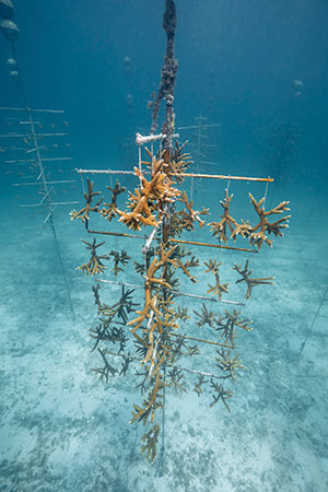 2020新作 サンゴ礁保護基金を支援する高機能ダイバーズウォッチ。オリス「カリスフォートリーフ リミテッド エディション」
