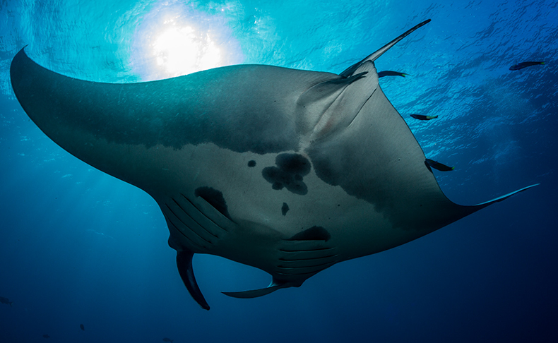 パネライとレイザーがコンサベーションインターナショナルのマンタのタグ付け研究をサポート